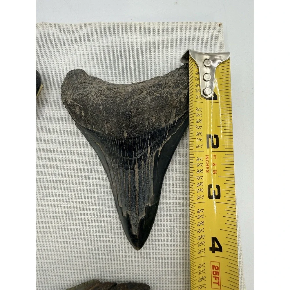 Set 3- Megalodon Teeth Mounted In Walnut 8x10 Shadow Box